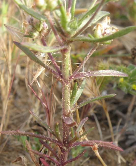 Plantago afra L. / Piantaggine pulicaria